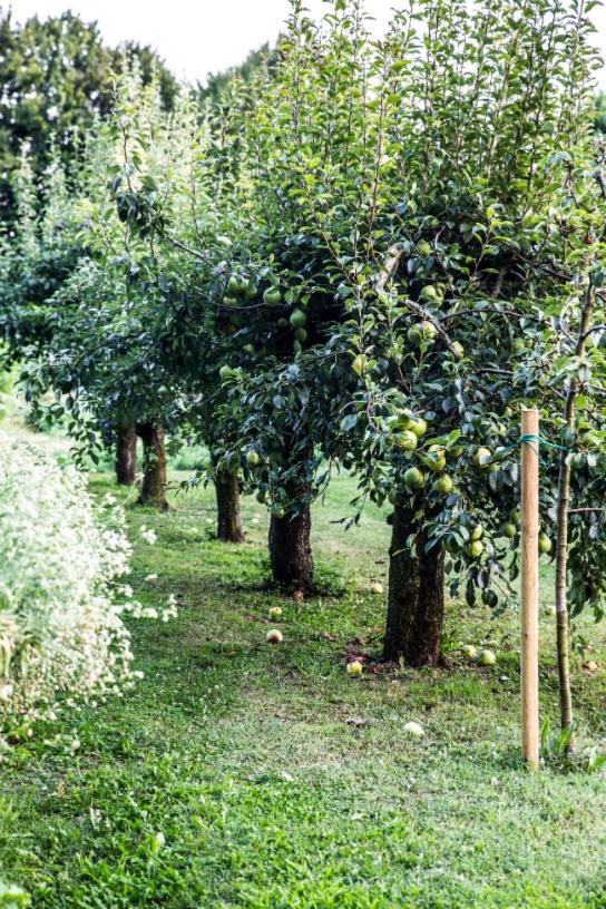 Ca' De Memi Villa Piombino Dese Esterno foto